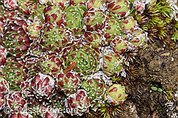 Spinnweb-Hauswurz (Sempervivum arachnoideum) (F241942)