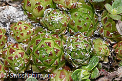 Spinnweb-Hauswurz (Sempervivum arachnoideum) (F241950)