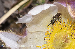 Dunkelgrüne Schmalbiene (Lasioglossum morio)<br/>Frühlings-Anemone (Pulsatilla vernalis)