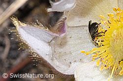 Dunkelgrüne Schmalbiene (Lasioglossum morio) auf Frühlings-Anemonen (Pulsatilla vernalis) (F241957)