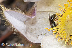 Dunkelgrüne Schmalbiene (Lasioglossum morio) auf Frühlings-Anemonen (Pulsatilla vernalis) (F241958)