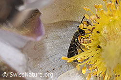 Dunkelgrüne Schmalbiene (Lasioglossum morio) auf Frühlings-Anemonen (Pulsatilla vernalis) (F241963)