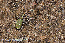 Cicindela campestris (F241966)