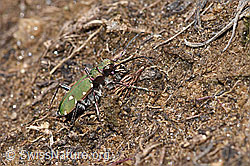 Cicindela campestris (F241969)