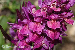 Holunder-Knabenkraut (Dactylorhiza sambucina) (F241993) Holunder-Knabenkraut (Dactylorhiza sambucina) (F241993)