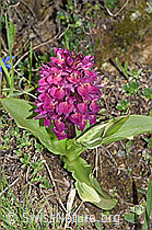 Holunder-Knabenkraut (Dactylorhiza sambucina) (F241995) Holunder-Knabenkraut (Dactylorhiza sambucina) (F241995)