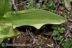 Holunder-Knabenkraut (Dactylorhiza sambucina) (F241996) Holunder-Knabenkraut (Dactylorhiza sambucina) (F241996)