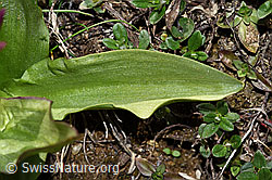Holunder-Knabenkraut (Dactylorhiza sambucina) (F241997) Holunder-Knabenkraut (Dactylorhiza sambucina) (F241997)