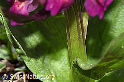 Holunder-Knabenkraut (Dactylorhiza sambucina) (F241998) Holunder-Knabenkraut (Dactylorhiza sambucina) (F241998)