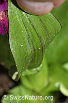 Holunder-Knabenkraut (Dactylorhiza sambucina) (F241999) Holunder-Knabenkraut (Dactylorhiza sambucina) (F241999)