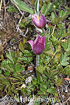 Frühlings-Anemonen (Pulsatilla vernalis) (26.05.2023, F242007)