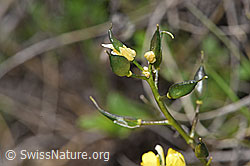F242011: Immergrünes Felsenblümchen (Draba aizoides)
