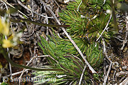 F242014: Immergrünes Felsenblümchen (Draba aizoides)