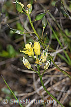 F242017: Immergrünes Felsenblümchen (Draba aizoides)