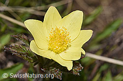 Pulsatilla alpina ssp. apiifolia (F242025)