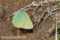 Brombeer-Zipfelfalter (Callophrys rubi) (F242026)
