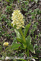 Holunder-Knabenkraut (Dactylorhiza sambucina) (F242030) Holunder-Knabenkraut (Dactylorhiza sambucina) (F242030)