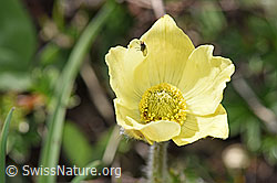 Pulsatilla alpina ssp. apiifolia (F242031)