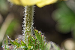 Pulsatilla alpina ssp. apiifolia (F242032)