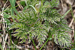 Pulsatilla alpina ssp. apiifolia (F242033)