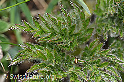 Pulsatilla alpina ssp. apiifolia (F242035)