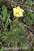 Pulsatilla alpina ssp. apiifolia (F242037)