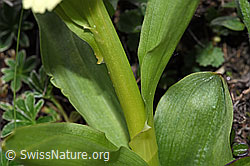 Holunder-Knabenkraut (Dactylorhiza sambucina) (F242040) Holunder-Knabenkraut (Dactylorhiza sambucina) (F242040)