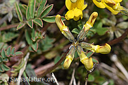 F242041: Schopfiger Hufeisenklee (Hippocrepis comosa)
