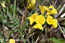F242042: Schopfiger Hufeisenklee (Hippocrepis comosa)