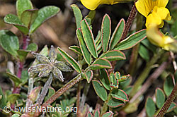 F242043: Schopfiger Hufeisenklee (Hippocrepis comosa)