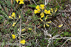 F242045: Schopfiger Hufeisenklee (Hippocrepis comosa)