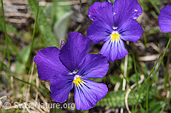 F242049: Langsporniges Stiefmütterchen (Viola calcarata)