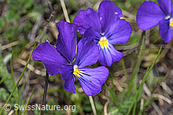 F242050: Langsporniges Stiefmütterchen (Viola calcarata)