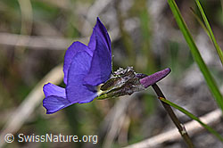 F242051: Langsporniges Stiefmütterchen (Viola calcarata)