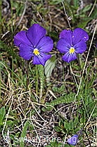 F242053: Langsporniges Stiefmütterchen (Viola calcarata)