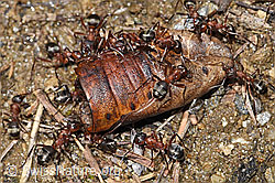 Formica sanguinea (F242059)