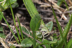 Warzenbeisser (Decticus verrucivorus) (26.05.2023, F242061)