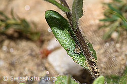F242072: Bewimperte Gänsekresse (Arabis ciliata)