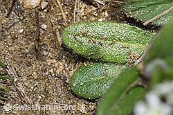 F242073: Bewimperte Gänsekresse (Arabis ciliata)