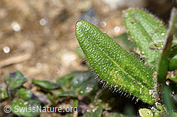 F242075: Bewimperte Gänsekresse (Arabis ciliata)