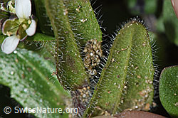 F242080: Bewimperte Gänsekresse (Arabis ciliata)