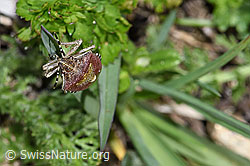 Foto: Beerenwanze (Dolycoris baccarum)