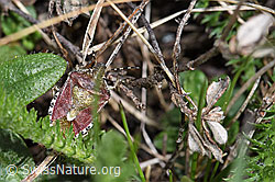 Foto: Beerenwanze (Dolycoris baccarum)