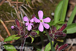 Rotes Seifenkraut (Saponaria ocymoides) (F242092)