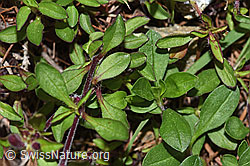 Rotes Seifenkraut (Saponaria ocymoides) (F242094)