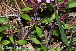 Rotes Seifenkraut (Saponaria ocymoides) (F242095)