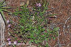 Rotes Seifenkraut (Saponaria ocymoides) (F242097)