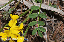Schopfiger Hufeisenklee (Hippocrepis comosa) (F242101)