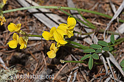 Schopfiger Hufeisenklee (Hippocrepis comosa) (F242103)