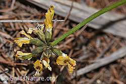 Schopfiger Hufeisenklee (Hippocrepis comosa) (F242104)